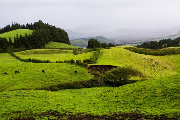 Prachtige landschapscènes in de Azoren Portugal Tropische natuur in Sao Miguel Island Azoren