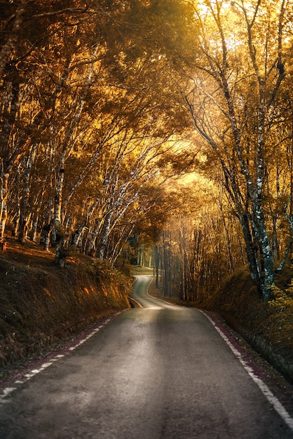 Prachtige landweg die door oranje en rode bladeren in de herfstbos bij zonsondergang passeert