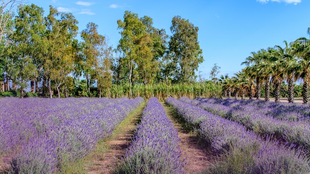 Prachtige lavendel veld in natuurpark. Natuur in het voorjaar.