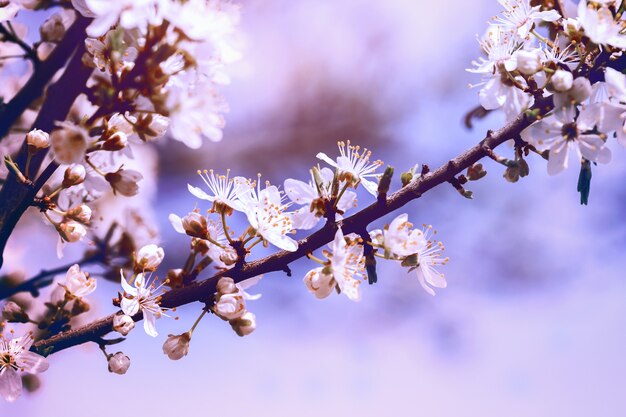 Prachtige lente achtergrond bloeiende abrikoos