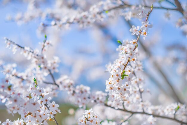 Prachtige lente achtergrond Een bloeiende tak met witte bloemen op een blauwe hemelachtergrond