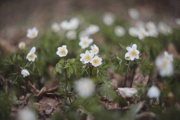 Prachtige lente achtergrond met witte anemonen bloemen in lente bossen lente