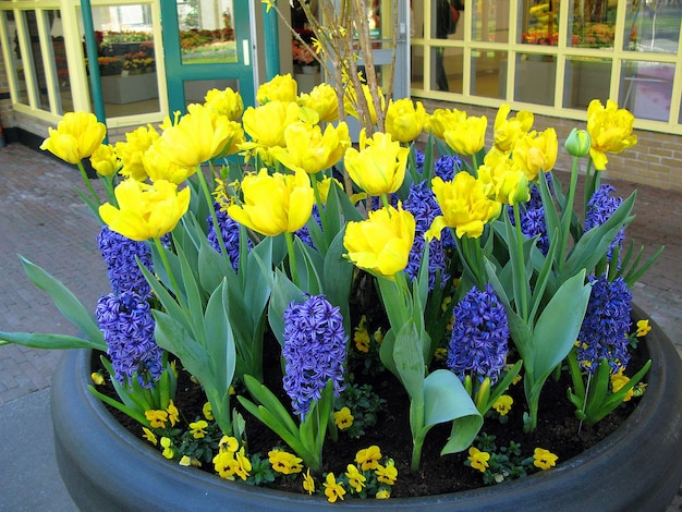 Prachtige lente blauwe en gele bloemen, mooi bloembed, narcissen en hyacinten Holland