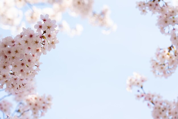 Prachtige lente bloem kersenbloesems