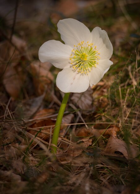 Foto prachtige lente bloem