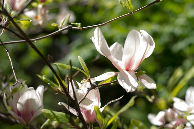 Prachtige lente bloemen magnolia bloei