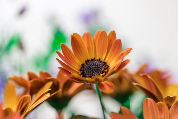 Prachtige lente bloesem wenskaart Gerbera