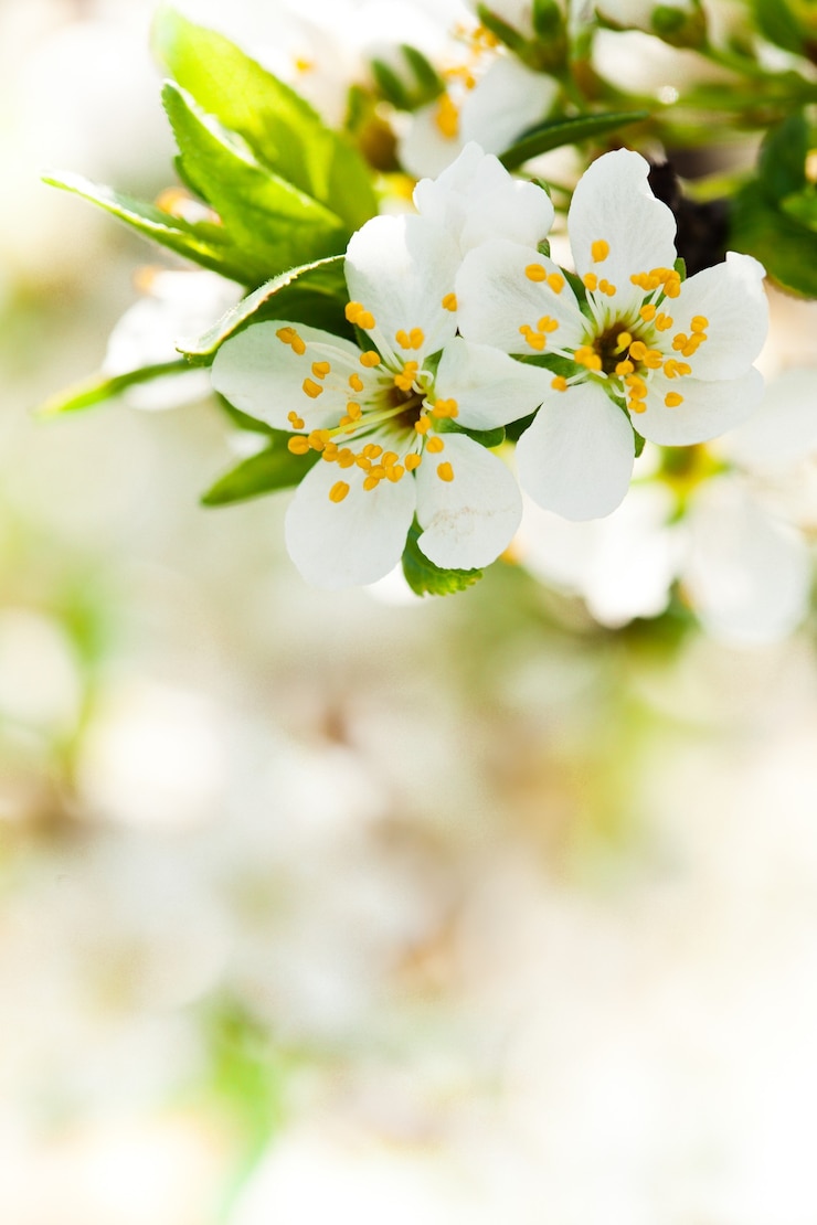 Foto prachtige lente bokeh voor ontwerp met copyspace