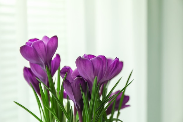 Prachtige lente crocus tegen lichte achtergrond, ruimte voor tekst