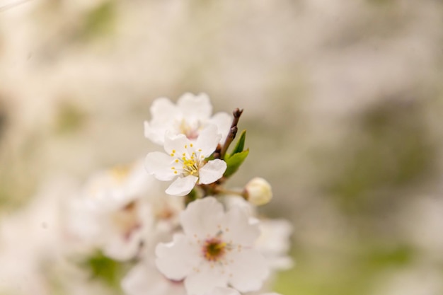 Prachtige lente kersenbloesem met vervagen naar pastelroze en witte achtergrond