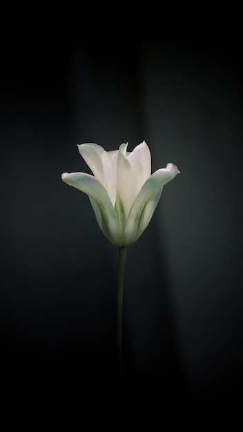 Prachtige lente macro gedetailleerde natuurelementen