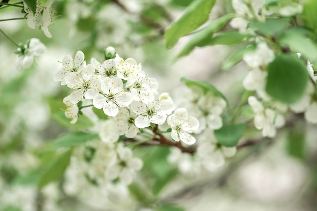 Prachtige lente natuur achtergrond met bloemen appelboom close-up