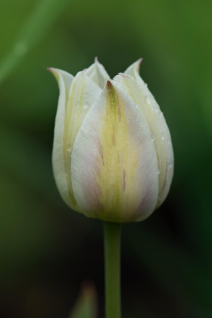 Prachtige lente natuur Prachtige bloem tulp marjolettii groeiende