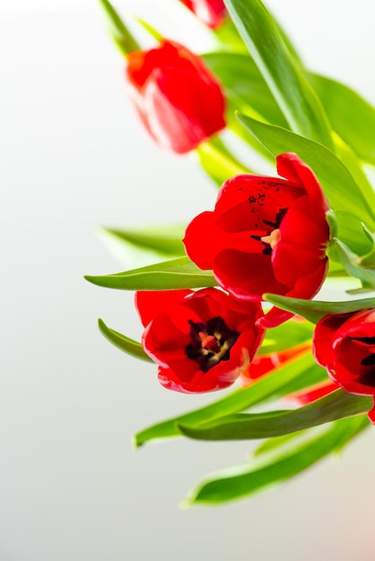 Prachtige lente tulpen bloemen