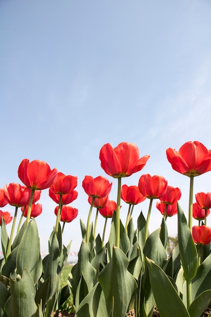 Prachtige lente tulpen op het veld