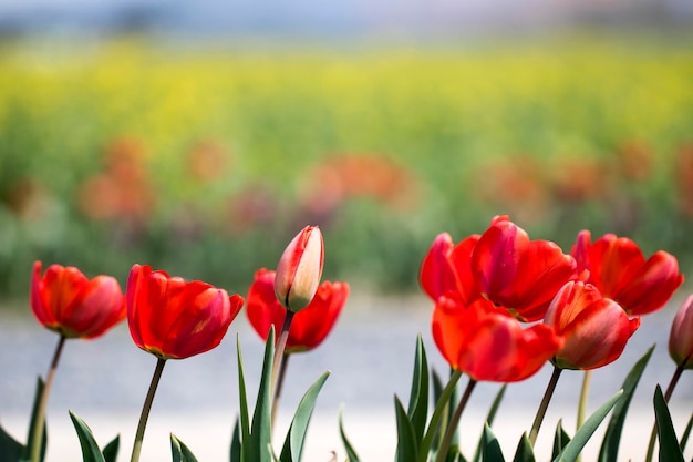 Prachtige lente tulpen op het veld