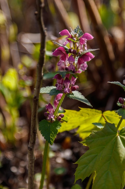 Prachtige lente wilde bloemen macro