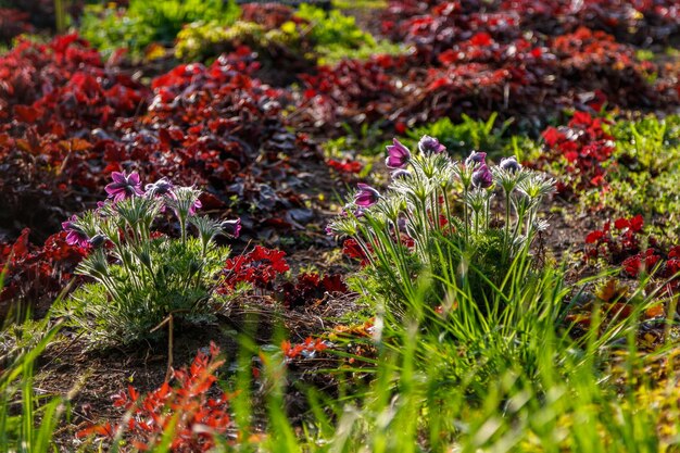 Prachtige lente wilde bloemen macro