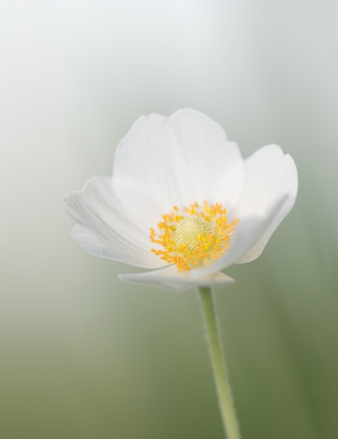 Prachtige lente witte bloem op een weide