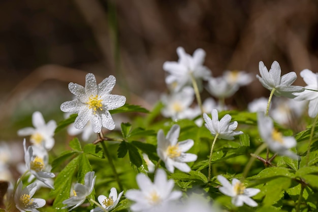 Prachtige lenteanemonen groeien in het bos