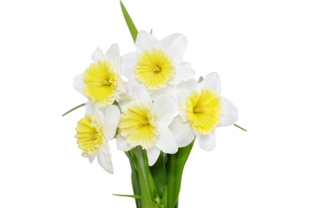 Prachtige lentebloemen: geelwitte narcis (narcis). Geïsoleerd over wit.