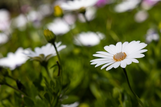 Prachtige Lentebloemen in de natuur