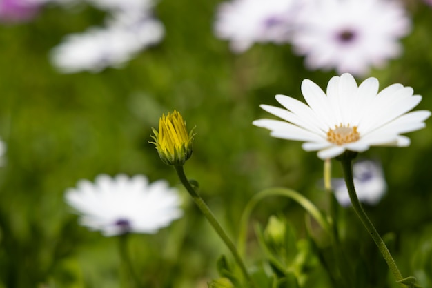 Prachtige lentebloemen in de natuur