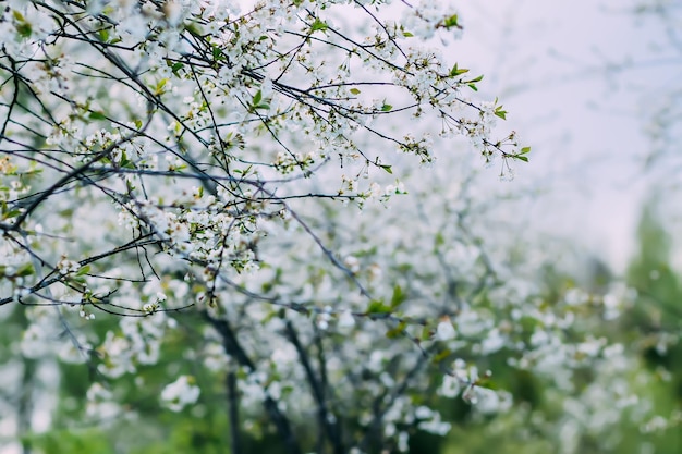 Prachtige lentebloemen in het park Natuur achtergrond