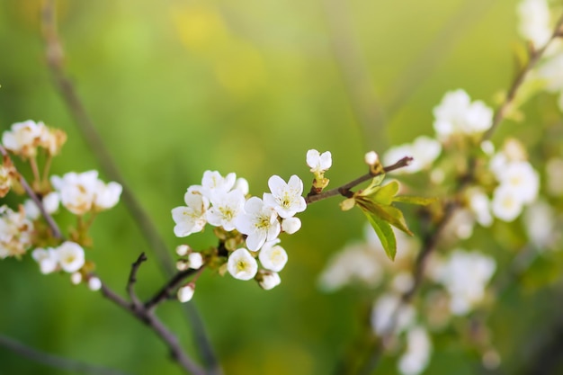 Prachtige lentebloemen in het park Natuur achtergrond