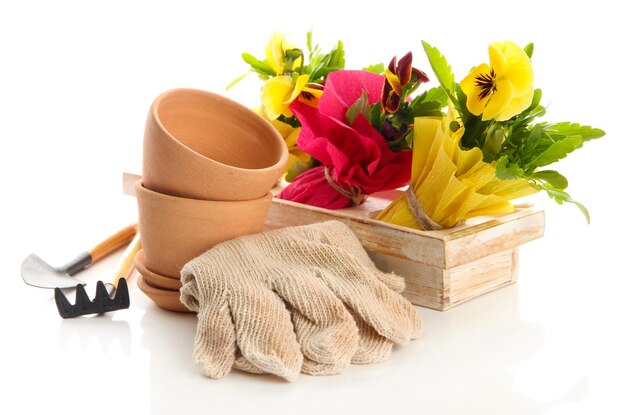 Prachtige Lentebloemen in houten kist en tuingereedschap geïsoleerd op wit