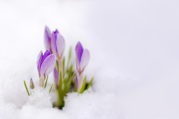 Prachtige lentebloemen krokussen voorjaar breken uit onder de sneeuw