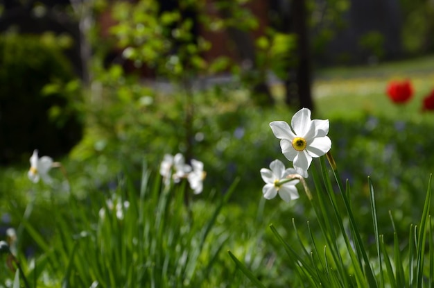 Prachtige lentebloemen narcissen in de tuin