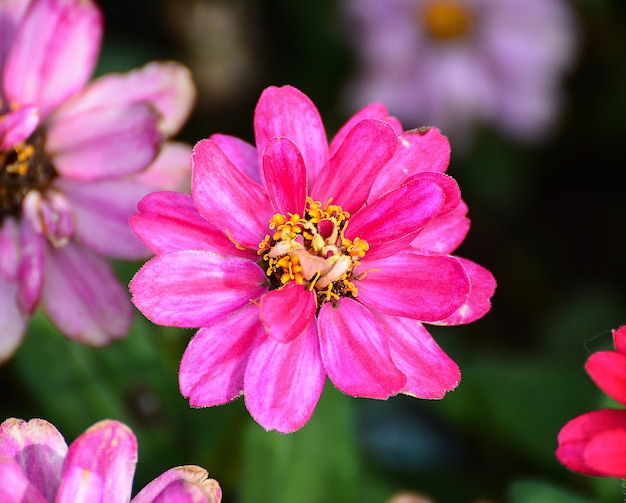 Prachtige lentebloemen