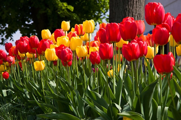 Prachtige lentebloemen