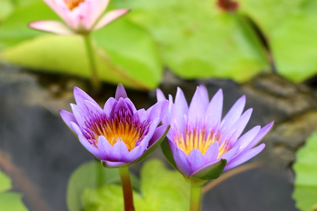 Prachtige lotusbloemen in tropisch