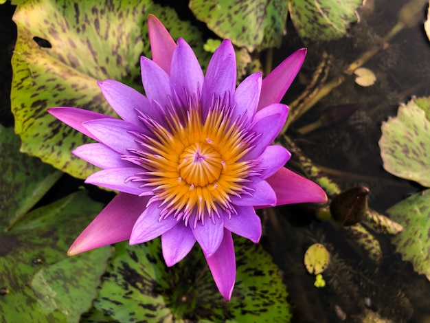 Prachtige lotusbloemen met prachtige patronen