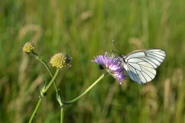 prachtige macro afbeelding van witte vlinders op een bloem