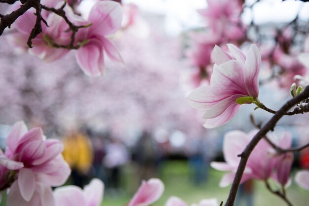 Prachtige magnolia bloeit in de lente van Salzburg schoonheid