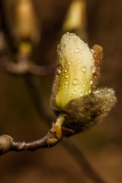 Prachtige magnolia bloemen met waterdruppels