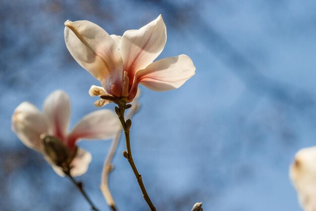 Prachtige magnolia bloemen met waterdruppels