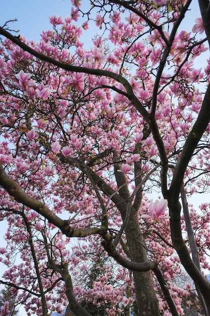 Prachtige magnolia lentebloesems in het park