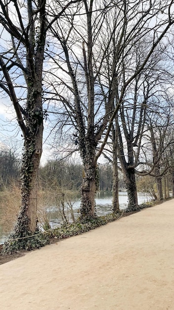 prachtige met mos bedekte bomen in het park