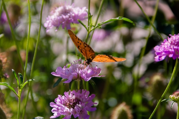 Prachtige monarchvlinder fladderend over lila bloemen en distels