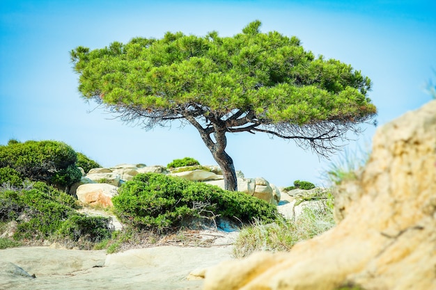 Prachtige natuur aan zee in Griekenland