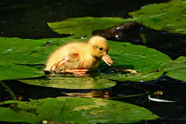 Prachtige natuur achtergrond eend en eendjes