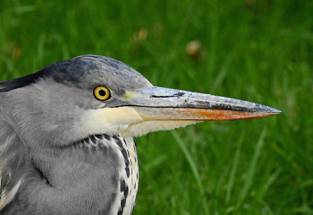 Prachtige natuur achtergrond grote blauwe reiger ardea cinerea