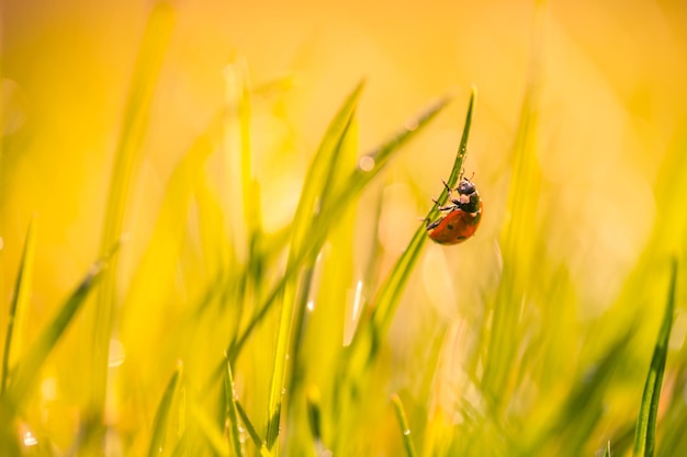 Prachtige natuur achtergrond met ochtend vers gras en lieveheersbeestje. Gras en lente zomerweide