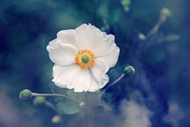 Prachtige natuur achtergrond witte bloem op blauw