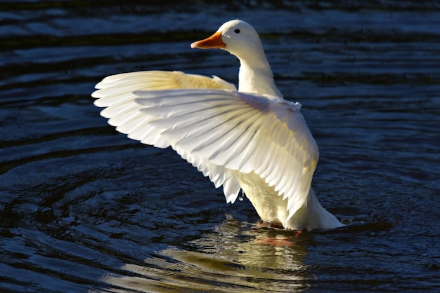 Prachtige natuur achtergrond witte eend zwemmen in het water