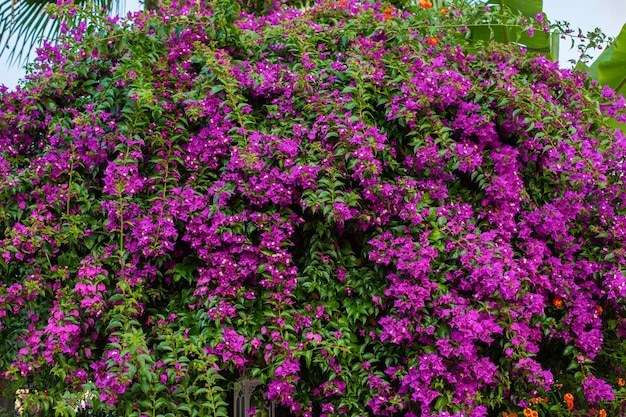 Prachtige natuur bloemenmuur met verschillende kleuren